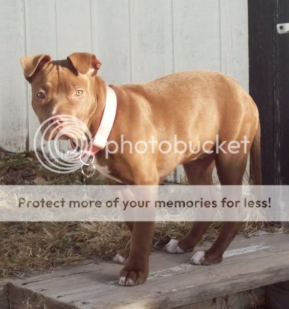 Chocolate Red Nose Pitbull Photo by hotmommaplus2 Photobucket